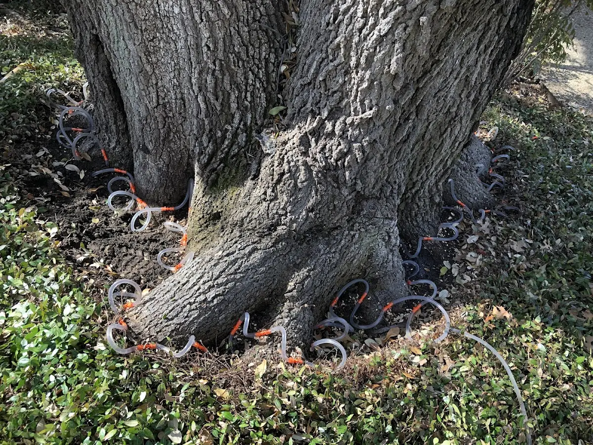 Detailed Tree Cabling and Bracing job site in Estillfork