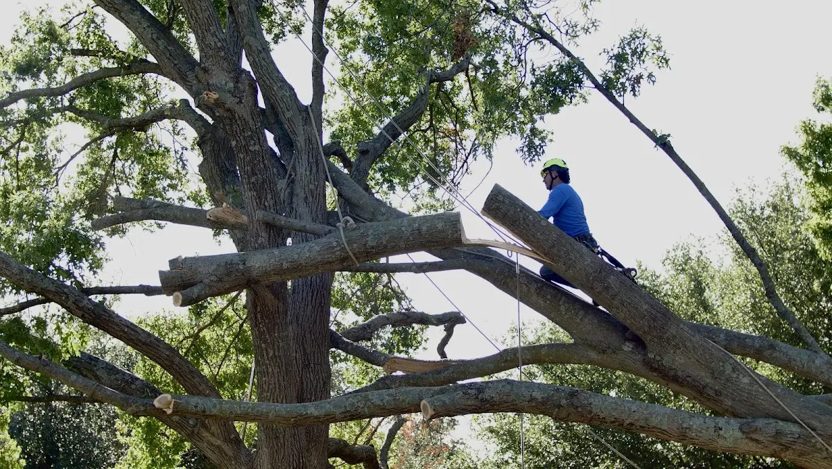 Professional Crown Thinning performed by certified arborists in Estillfork